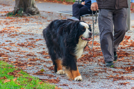 Bernese mountain dog and his owner walking in a parkの写真素材