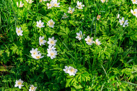 Wood anemone (Anemone nemorosa), also known windflower, European thimbleweed and smell foxの写真素材