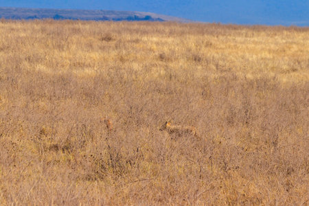 Two jackals walking in dry savannah in Ngorongoro crater national park, Tanzania