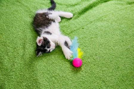 Beautiful kitten playing with a toy on a bedの写真素材