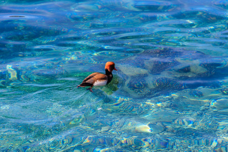 Red-crested pochard (Netta rufina) swimming in a lakeの写真素材