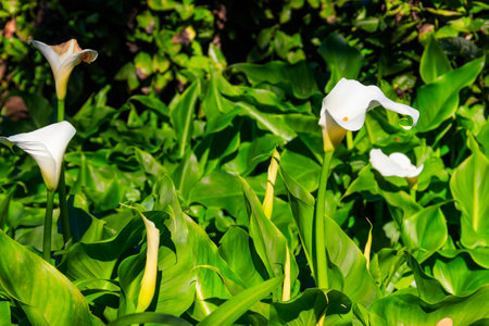 White calla lily (Zantedeschia aethiopica), also known as arum lily in gardenの写真素材