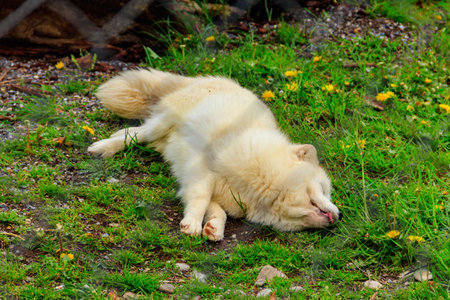 White arctic fox resting in the grass at the zoo