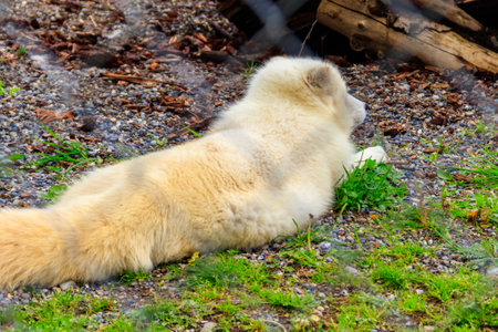White arctic fox resting in the grass at the zooの写真素材