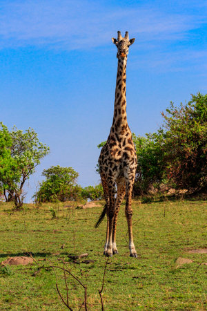 Giraffe in savanna in Serengeti national park in Tanzania. Wild nature of Tanzania, East Africaの写真素材