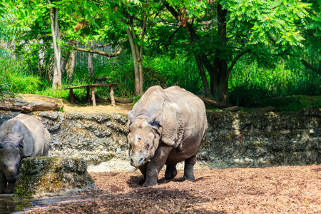 Indian rhinoceros (Rhinoceros unicornis), or Indian rhino for short, also known as the greater one-horned rhinocerosの写真素材