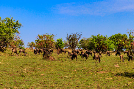 Herd of blue wildebeest (Connochaetes taurinus) in savannah in Serengeti national park in Tanzania. Great migrationの写真素材