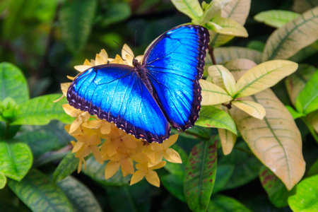 Menelaus blue morpho butterfly (Morpho menelaus) on a flowerの写真素材