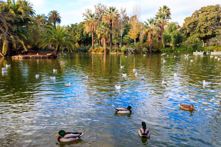 Lake in Ciutadella park in Barcelona, Spainの写真素材