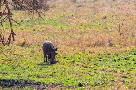 Common warthog (Phacochoerus africanus) in savanna in Serengeti national park, Tanzaniaの写真素材