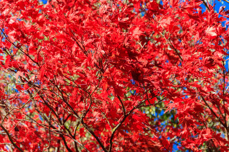 Japanese red maple tree leaves in autumnの写真素材