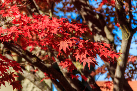 Japanese red maple tree leaves in autumnの写真素材