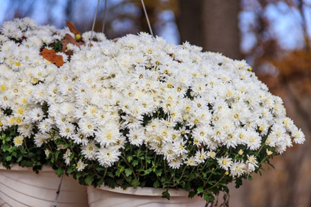 White chrysanthemums flowers in pots in a parkの写真素材