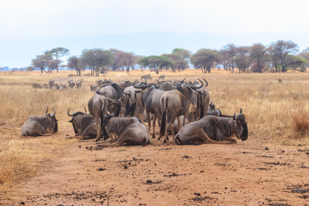 Herd of blue wildebeest (Connochaetes taurinus) in Tarangire National Park, Tanzaniaの写真素材