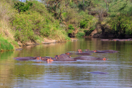 Group of hippos (Hippopotamus amphibius) in a river in Serengeti National Park, Tanzania. Wildlife of Africaの写真素材