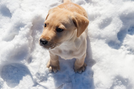 Small cute labrador retriever puppy dog in white snowの写真素材
