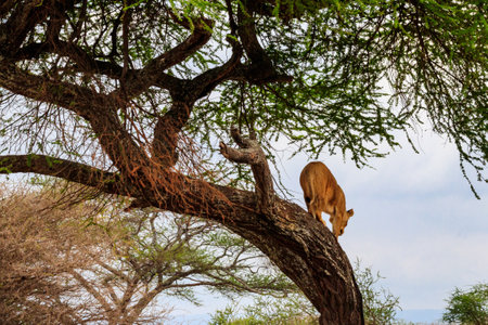 Adult lioness (Panthera leo) get in down from the tree in Tarangire national park, Tanzaniaの写真素材