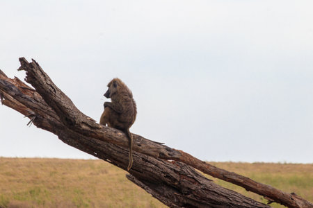 Olive baboon (Papio anubis), also called the Anubis baboon, sitting on a dried tree in Serengeti National Park in Tanzaniaの写真素材