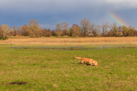Cute Labrador retriever dog playing with flying disc on a meadowの写真素材