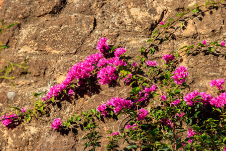 Stone wall decorated with purple bougainvillea flowersの写真素材