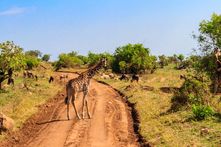 Giraffe and blue wildebeests in Serengeti national park in Tanzania. Wildlife of Africaの写真素材