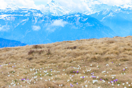 Wild purple and white Crocus alpine flowers blooming at spring in the Swiss Alps. Niederhorn, Switzerland. Beautiful Switzerland mountains landscape with blooming crocus flowersの写真素材