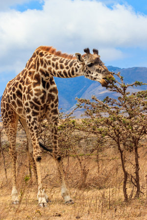 Giraffe in savanna in Serengeti national park in Tanzania. Wild nature of Tanzania, East Africaの写真素材