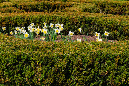 Daffodil flowers in a garden. Beautiful narcissus on flowerbedの写真素材