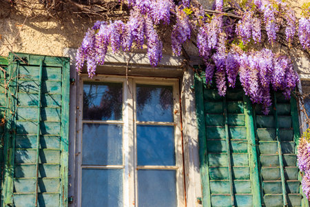 Flowering violet wisteria creeper on the wallの写真素材