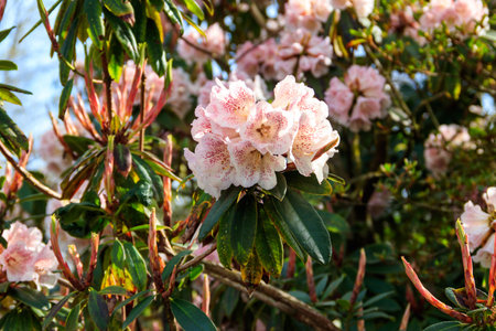 Beautiful blooming tree rhododendron (Rhododendron arboreum) in the botanical garden