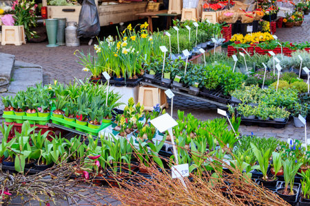 Pots with spring flowers on the street marketの写真素材