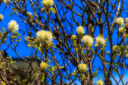 Large Fothergilla, Large Witch-alder (Fothergilla latifolia) in bloom