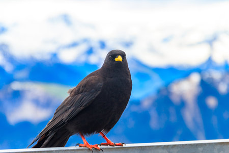Alpine chough or yellow-billed chough (Pyrrhocorax graculus) in the mountain nature habitat in Alps, Switzerlandの写真素材