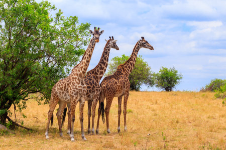Giraffes in savanna in Serengeti national park in Tanzania. Wild nature of Tanzania, East Africaの写真素材