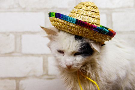 Portrait of beautiful cat wearing sombrero hatの写真素材
