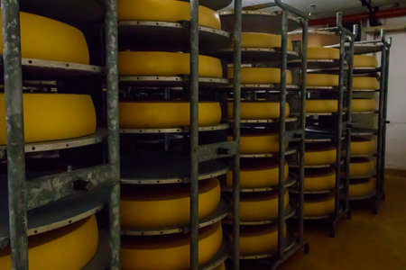 Cheese dairy plant warehouse with shelves stacked with cheese