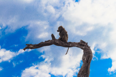 Olive baboon (Papio anubis), also called the Anubis baboon, sitting on a dried tree in Serengeti...