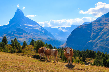 Swiss cows grazing on a meadow against the background of the Matterhorn, Switzerlandの写真素材
