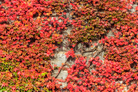 Red leaves of wild grapes on a wall at autumnの写真素材