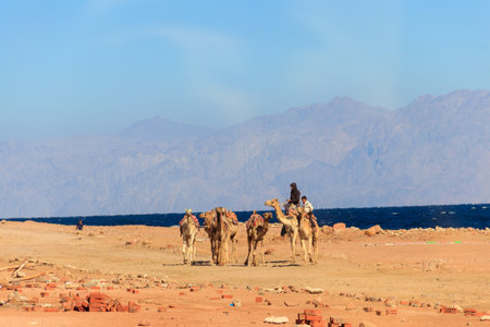 Dahab, Egypt - January 25, 2022: Egyptian men riding camels on the shore of the Red Sea in the Gulf of Aqaba. Dahab, Egyptのeditorial素材