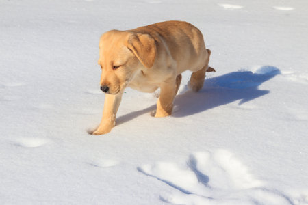 Small cute labrador retriever puppy dog in white snowの写真素材