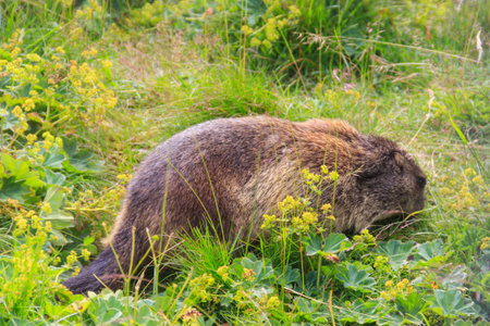 Alpine marmot (Marmota marmota) in the Swiss Alpsの写真素材