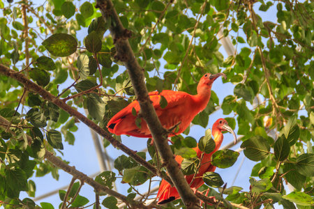 Scarlet ibis (Eudocimus ruber) on a treeの写真素材
