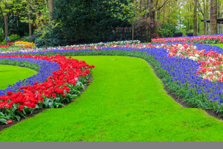 Scenic view of Keukenhof tulip garden in Lisse, Netherlands. Keukenhof is the most beautiful spring garden in the world. Beautiful ornamental garden landscape at Lisse, Netherlandsの写真素材