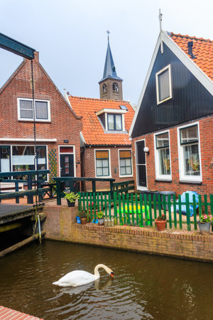 White swan swimming in little canal and historic houses in the center of Volendam, Netherlandsの写真素材
