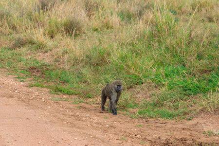Olive Baboon (Papio anubis) walking in savanna in Serengeti national park, Tanzaniaの写真素材