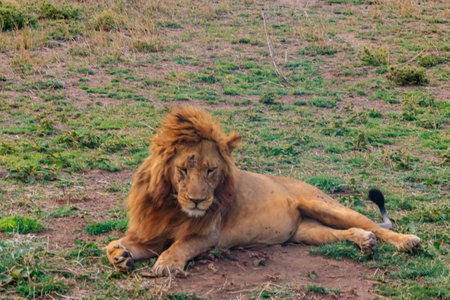 Lion (Panthera leo) lying on grass in savannah in Serengeti National Park, Tanzaniaの写真素材