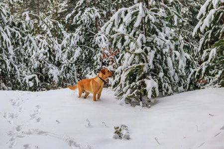 Cute dog in coniferous forest at winterの写真素材