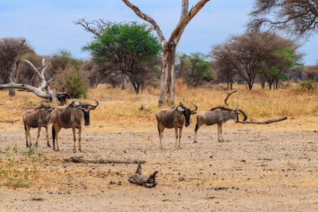 Herd of blue wildebeest (Connochaetes taurinus) in Tarangire National Park, Tanzaniaの写真素材