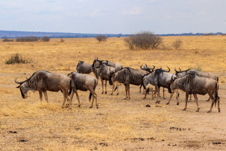 Herd of blue wildebeest (Connochaetes taurinus) in Tarangire National Park, Tanzaniaの写真素材